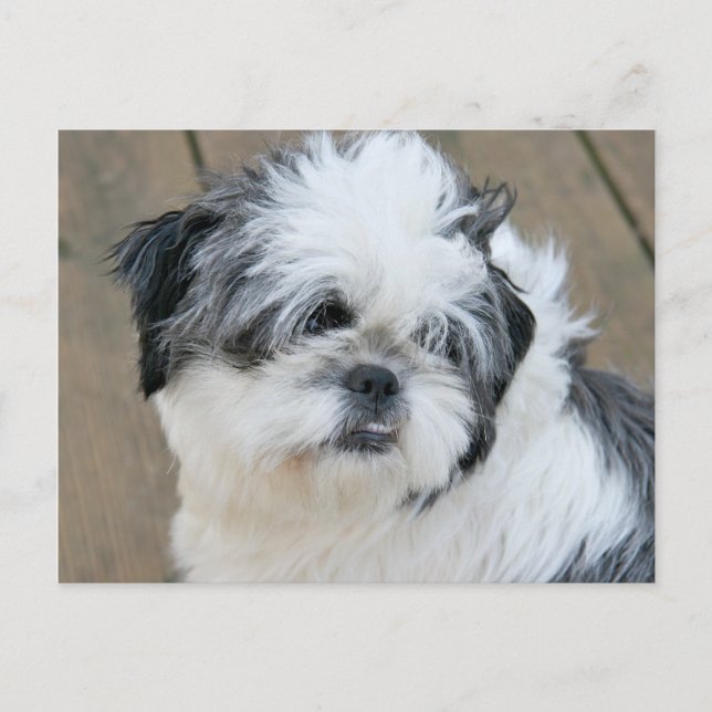 Postal cara shih tzu (Anverso)