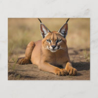 Caracal sobre sabana