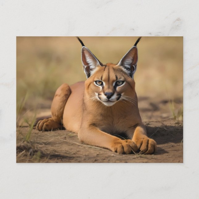 Postal Caracal sobre sabana (Anverso)