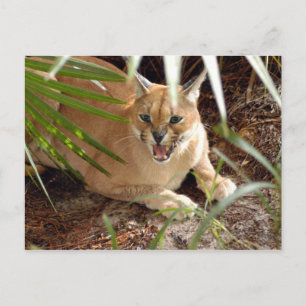 Postal CaracalBCR047