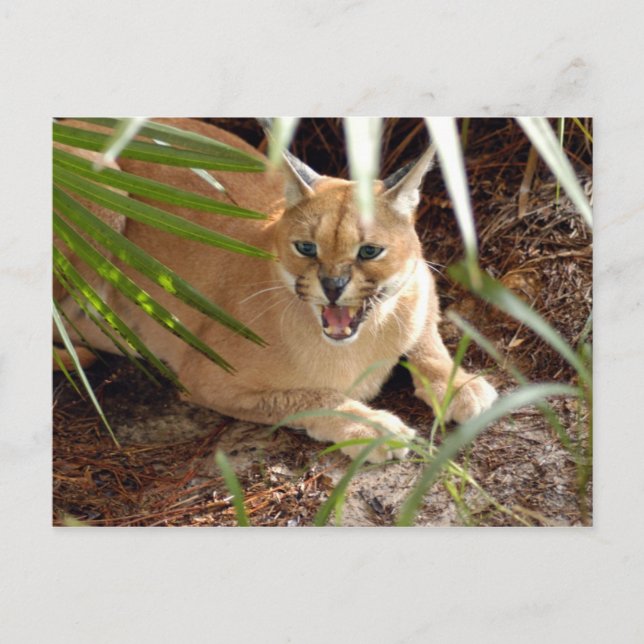 Postal CaracalBCR047 (Anverso)