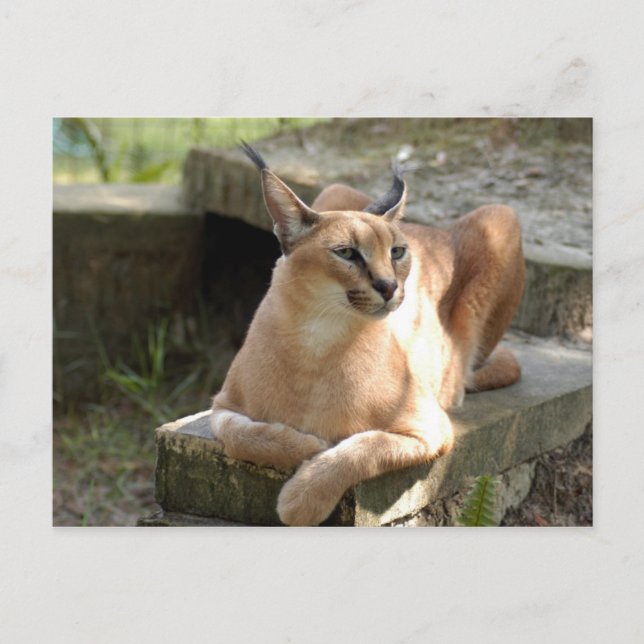 Postal CaracalBCR055 (Anverso)
