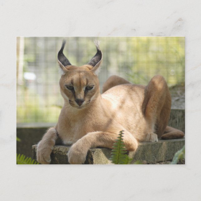 Postal CaracalBCR058 (Anverso)