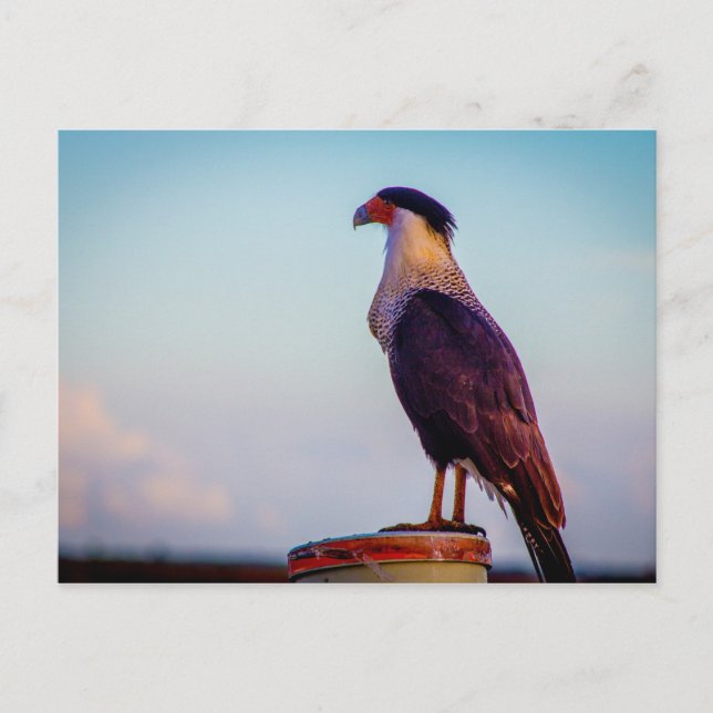 Postal Caracara, Parque Estatal Kissimmee Prairie, Florid (Anverso)