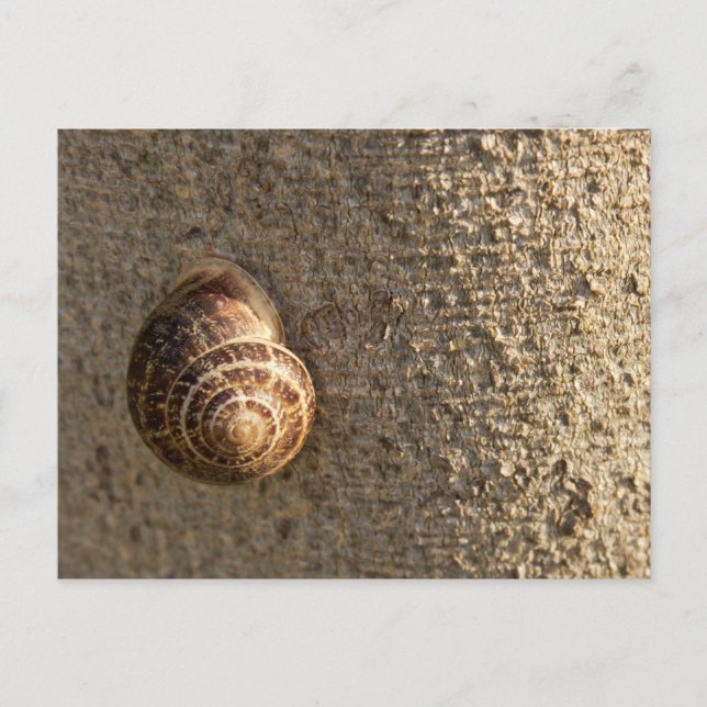 Postal Caracol (Anverso)
