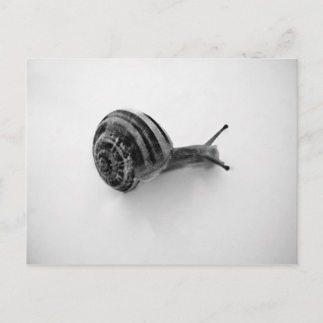 Postal Caracol (Anverso)
