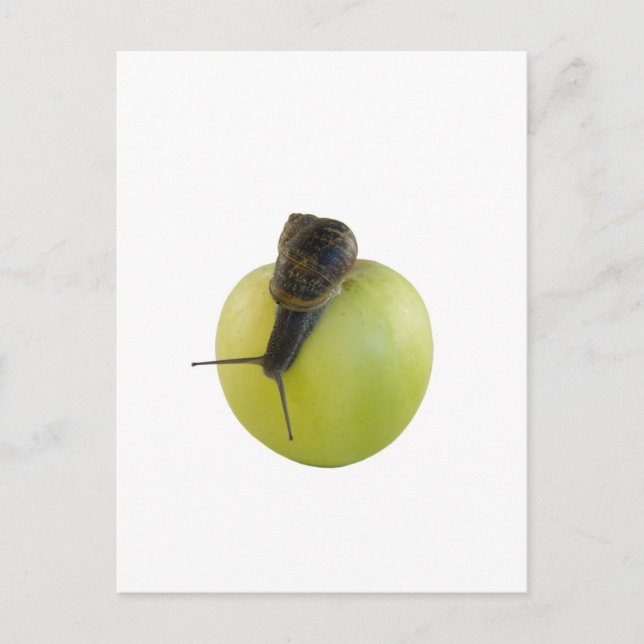 Postal Caracol (Anverso)