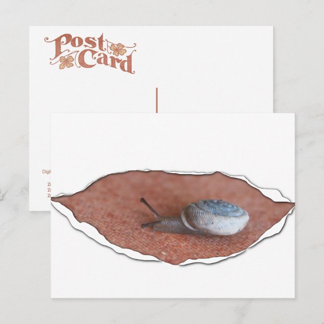 Postal Caracol Bajo Material Roto (Anverso / Reverso)
