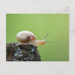 Postal Caracol con fondo verde