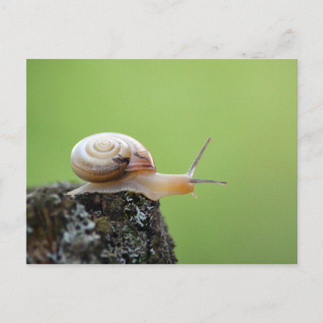 Postal Caracol con fondo verde (Anverso)