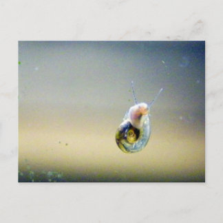 Postal Caracol de agua Silver-Blue-Gold