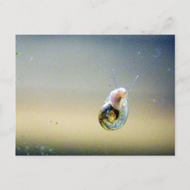 Postal Caracol de agua Silver-Blue-Gold (Anverso)