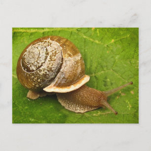 Postal Caracol emergente