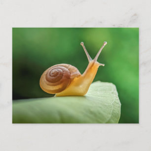 Postal Caracol En Una Hoja