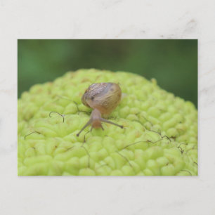 Postal Caracol en una pepita #4
