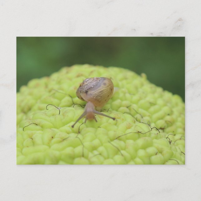 Postal Caracol en una pepita #4 (Anverso)