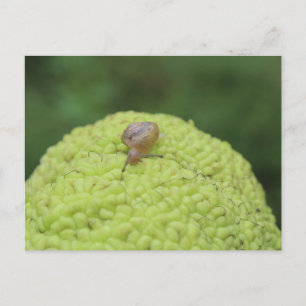 Postal Caracol en una pepita #5
