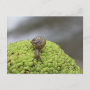 Postal Caracol en una pepita #7