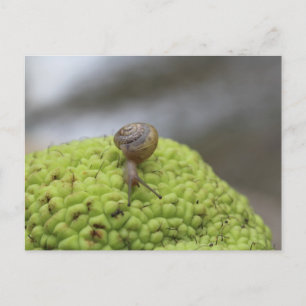 Postal Caracol en una pepita #9