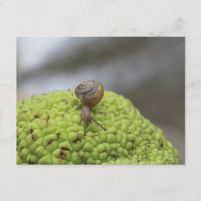 Postal Caracol en una pepita #9 (Anverso)