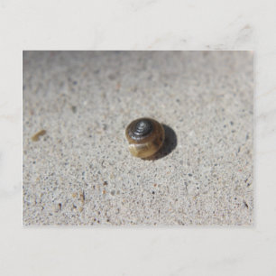 Postal Caracol loco