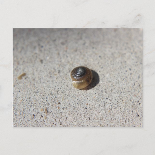 Postal Caracol loco (Anverso)