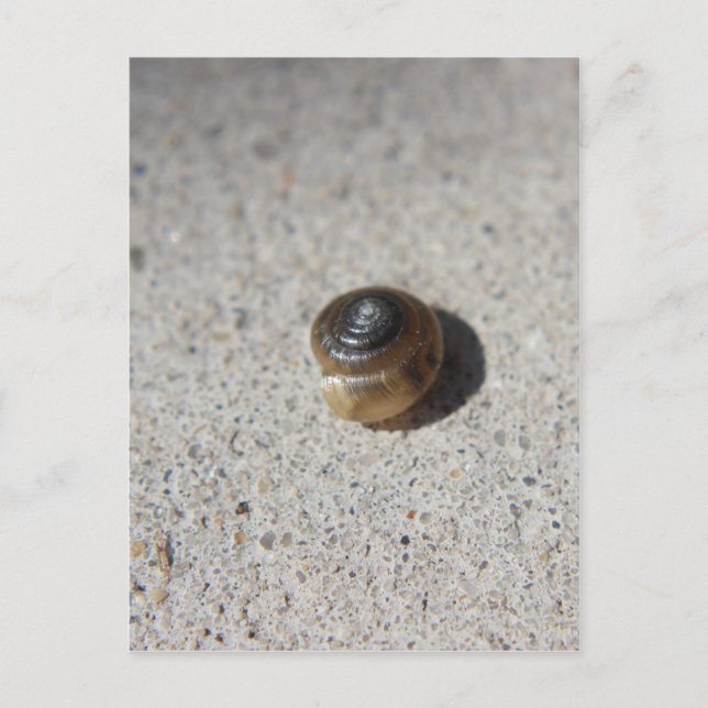 Postal Caracol loco (Anverso)