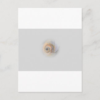 Postal caracol Schnecke Muschel Shell