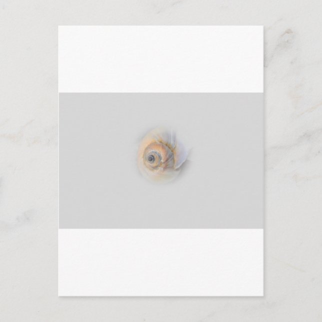 Postal caracol Schnecke Muschel Shell (Anverso)