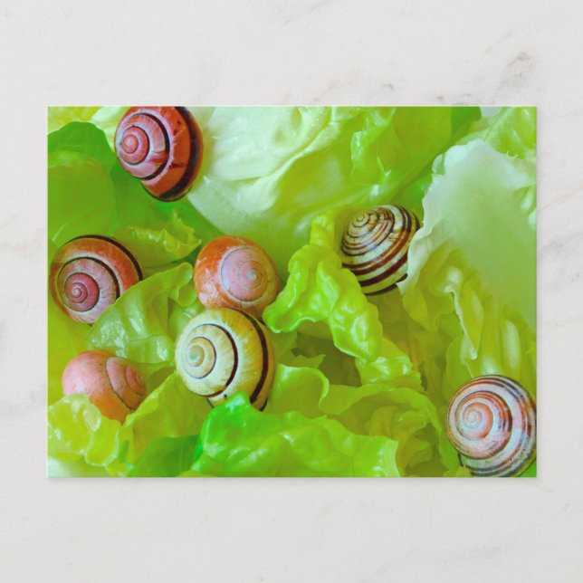 Postal Caracoles con lechuga (Anverso)
