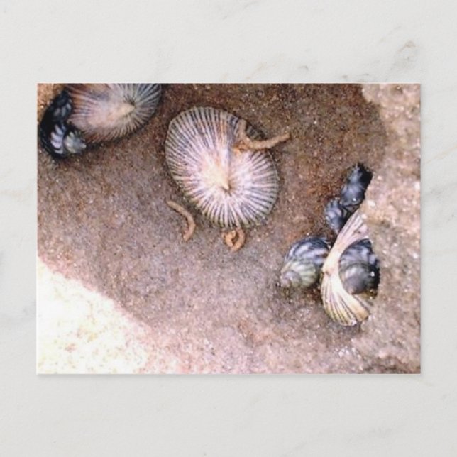 Postal Caracoles marinos y barnacles (Anverso)