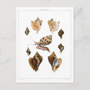 Postal Caracoles y moluscos de época, organismos de la vi