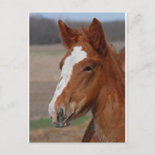 Postal Carácter belga