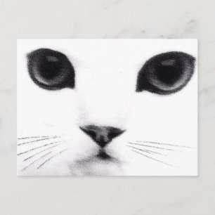 Postal Características del gato del gatito