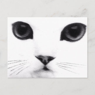 Postal Características del gato del gatito