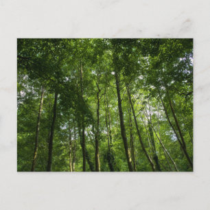 Postal Caramelos de bosque. Bosque de Blackweir, Parque B