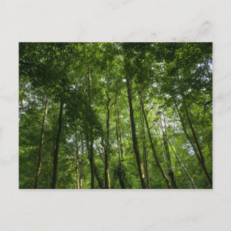 Postal Caramelos de bosque. Bosque de Blackweir, Parque B