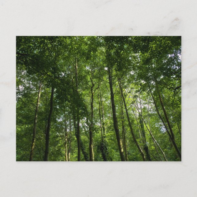 Postal Caramelos de bosque. Bosque de Blackweir, Parque B (Anverso)