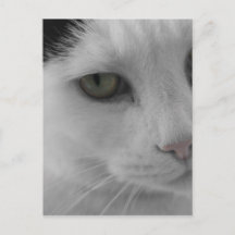Caras de gatos blancos y negros
