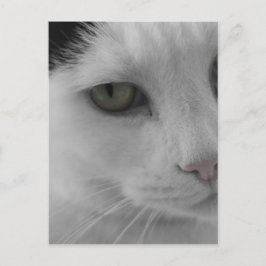 Postal Caras de gatos blancos y negros