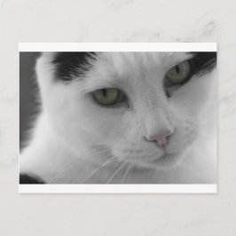 Postal Caras de gatos blancos y negros