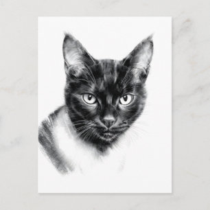 Postal Carboncillo de Gato