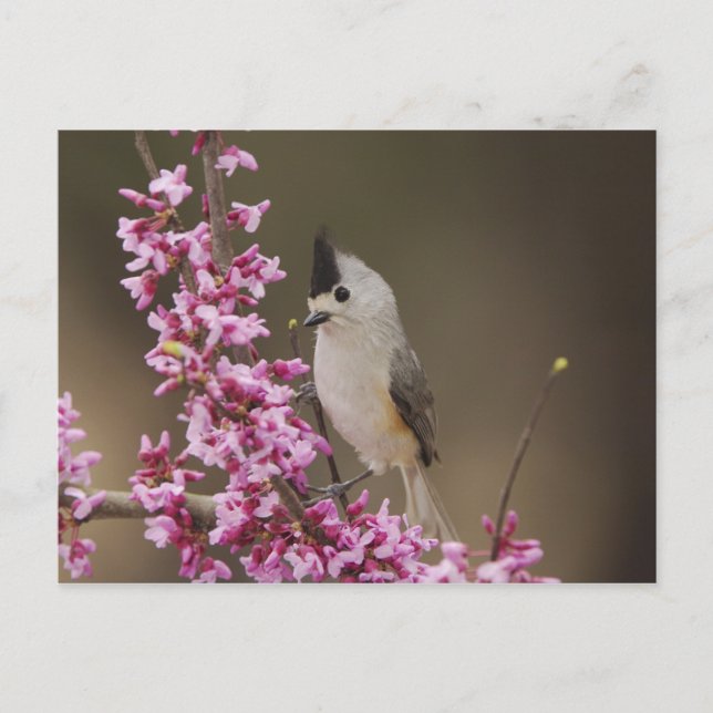 Postal Carbonero Crestinegro, Baeolophus (Anverso)