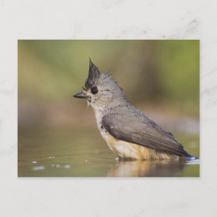 Postal Carbonero Crestinegro, Baeolophus