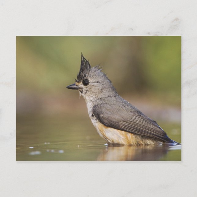 Postal Carbonero Crestinegro, Baeolophus (Anverso)