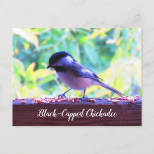 Postal Carbonero de Capucha Negra Aves Posadas Canadá