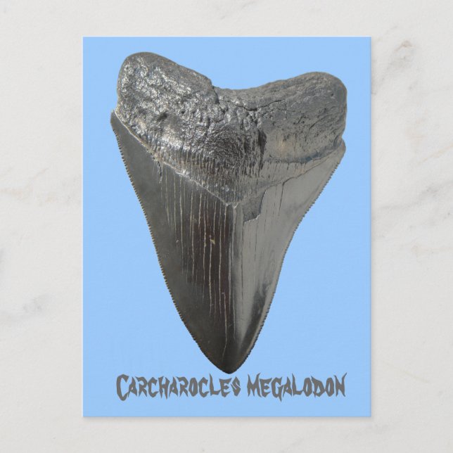Postal Carcharocles megalodon tooth (Anverso)
