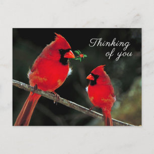 Postal Cardenal