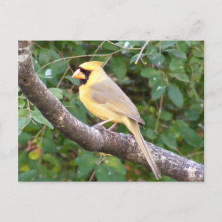 Postal Cardenal amarillo