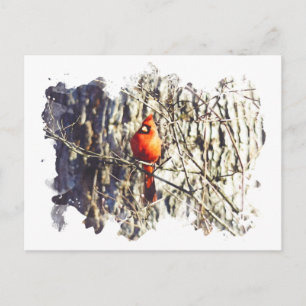 Postal Cardenal de acuarela